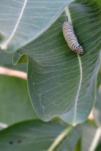 Een Verticaal Close Shot Van Een Rups Groene Planten — Stockfoto