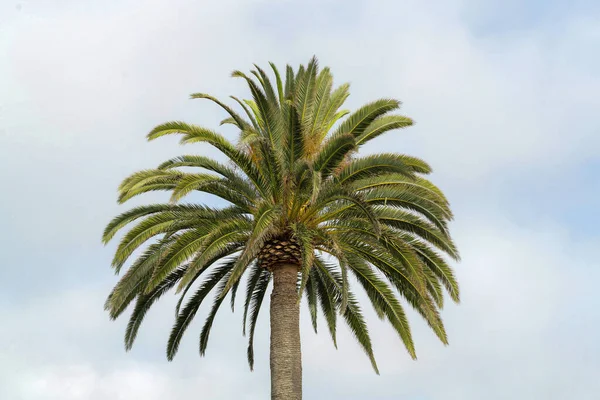 Una Palmera Tropical Bajo Cielo Nublado — Foto de Stock