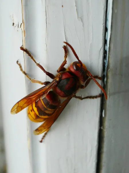 Makroaufnahme Einer Wespe Auf Einer Weißen Holzoberfläche — Stockfoto