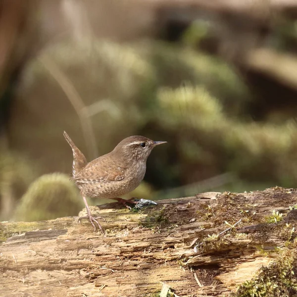 Mise Point Sélective Oiseau Stérile Perché Extérieur Pendant Journée — Photo