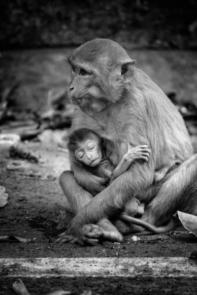 Fechamento Vertical Escala Cinza Macaco Mãe Sentado Chão Segurando Seu — Fotografia de Stock