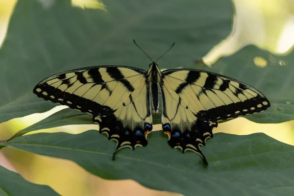 Gros Plan Beau Papillon Sur Les Feuilles Arbre — Photo