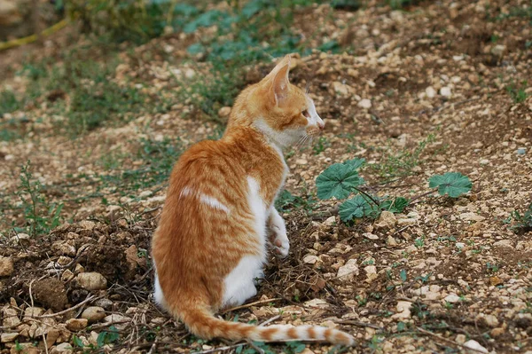 地面に座っている可愛い黄色の子猫の閉鎖 — ストック写真