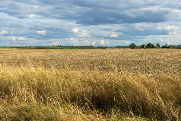 Widok Duże Żółte Pole Pszenicy Błękitne Zachmurzone Niebo Horyzoncie Słoneczny — Zdjęcie stockowe