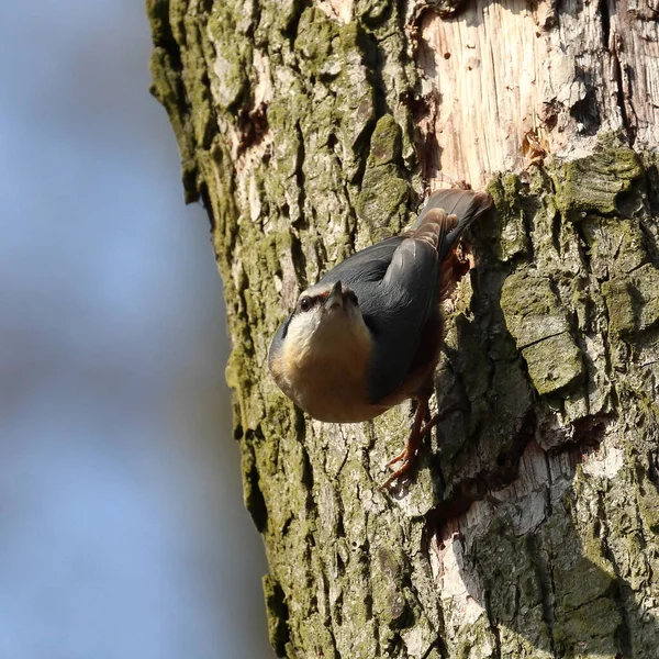 Tiro Seletivo Foco Pássaro Comum Nuthatch Empoleirado Tronco Árvore Durante — Fotografia de Stock