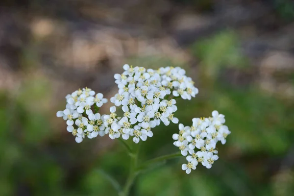 Closeup Shot Blooming Yarrow Flowers — Stock Photo, Image