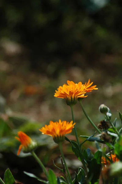 Tiro Vertical Flores Calêndula Laranja Crescendo Jardim — Fotografia de Stock