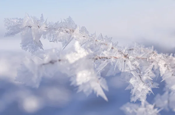 Primer Plano Enfoque Superficial Una Rama Congelada Una Tarde Invierno —  Fotos de Stock