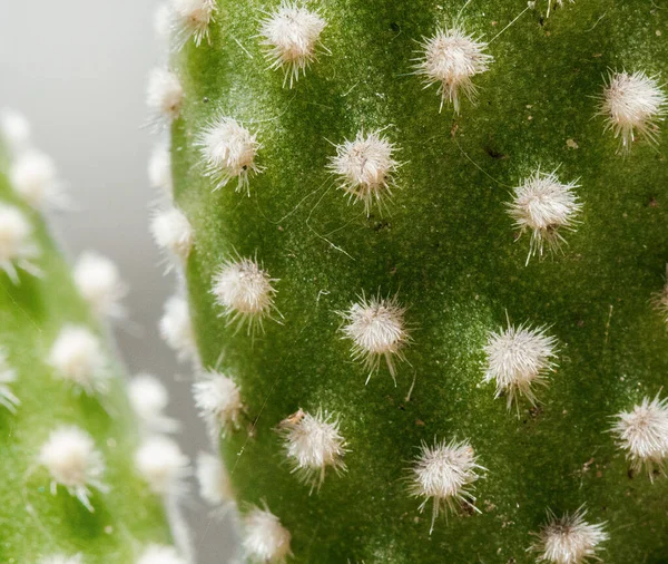 Egy Közelkép Zöld Kaktuszról Egy Garde Ban — Stock Fotó