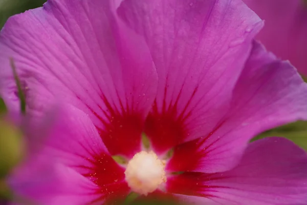 Close Purple Hibiscus Syriacus True Rose Marshmallow Flower Red Rays — Stock Photo, Image
