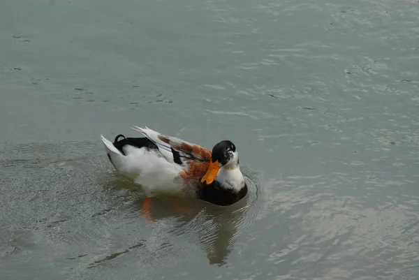 Adorável Pato Colorido Nadando Água Sombria Vida Selvagem — Fotografia de Stock