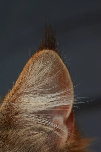 Disparo Vertical Una Oreja Gato Lindo —  Fotos de Stock