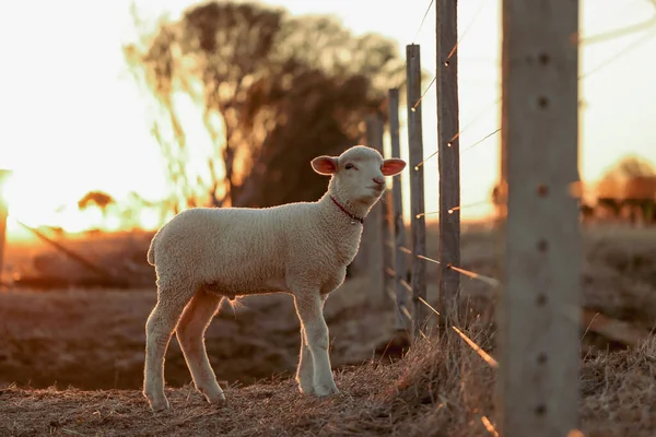 Ein Entzückendes Weißes Lamm Auf Einem Feld — Stockfoto