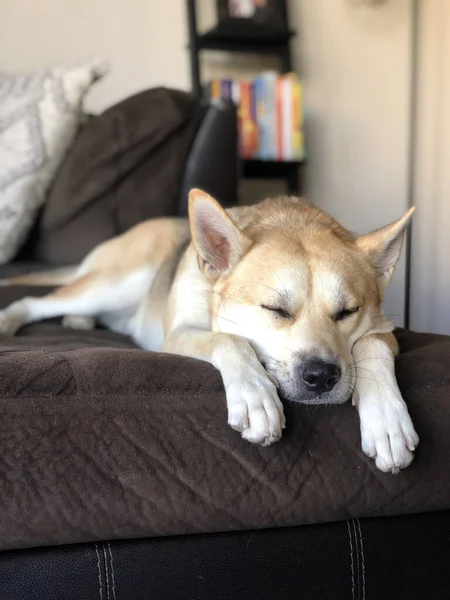 Portrait Domestic Norwegian Buhund Sleeping Sofa House — Stock Photo, Image