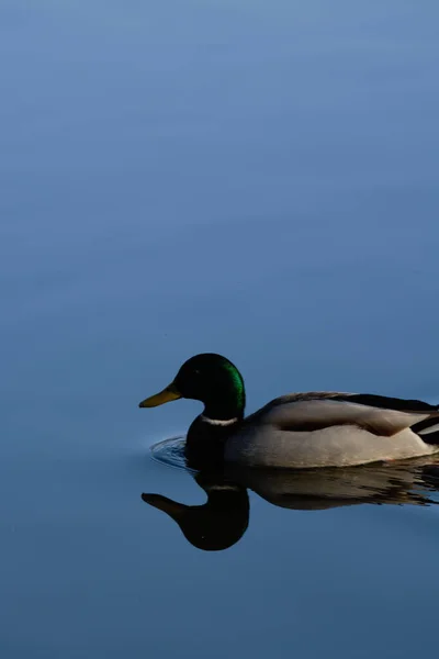 Canard Colvert Nageant Sur Eau Avec Très Peu Vagues Une — Photo