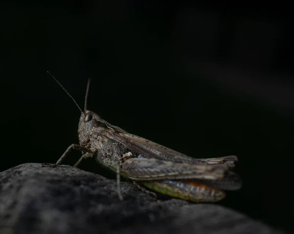 Eine Heuschrecke Auf Einem Stein Der Dunkelheit — Stockfoto