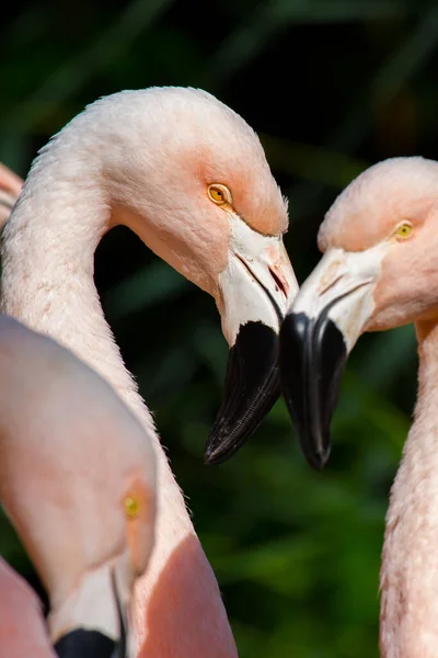 Köpfe Amerikanischer Flamingos Phoenicopterus Ruber Vor Verschwommenem Hintergrund — Stockfoto