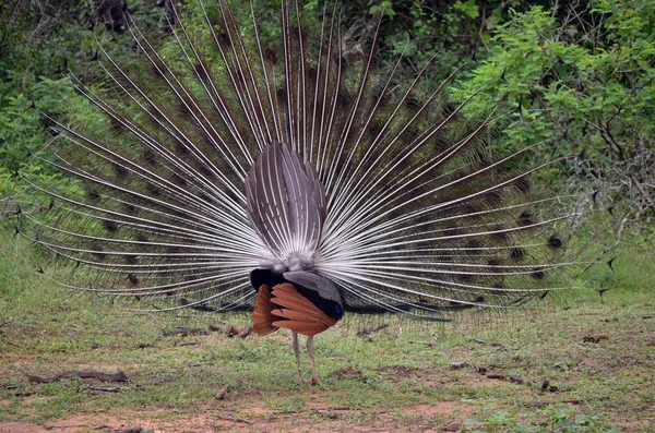 Belo Pavão Parque Com Árvores Fundo — Fotografia de Stock