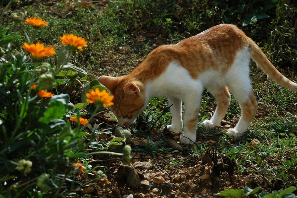 庭の植物を明るい花で嗅ぐ愛らしい黄色の猫 — ストック写真