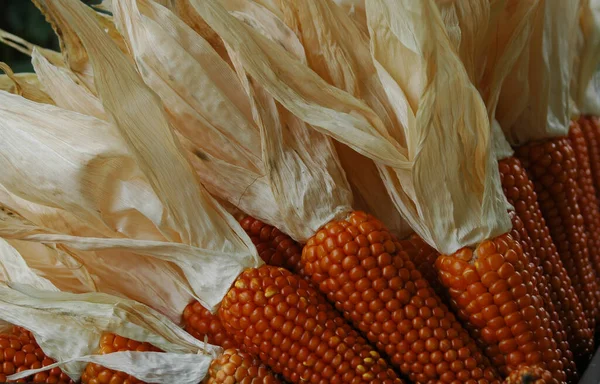 Closeup Shot Dried Orange Corns Husks — Stock Photo, Image