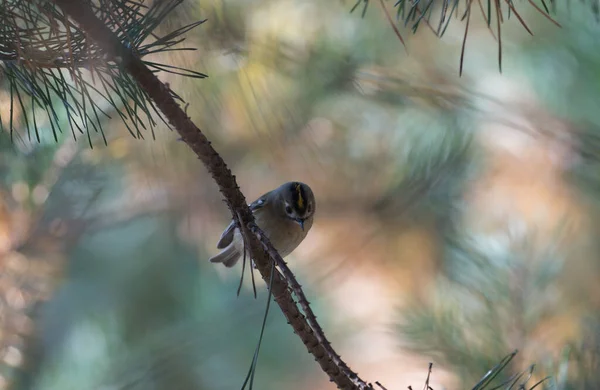 가지에 노랑머리 물총새의 선택적 — 스톡 사진