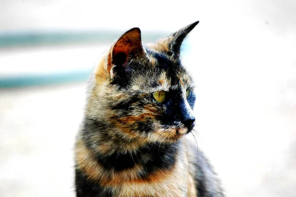 一个可爱的暴躁的猫的肖像 绿色的眼睛和专注的眼神 — 图库照片