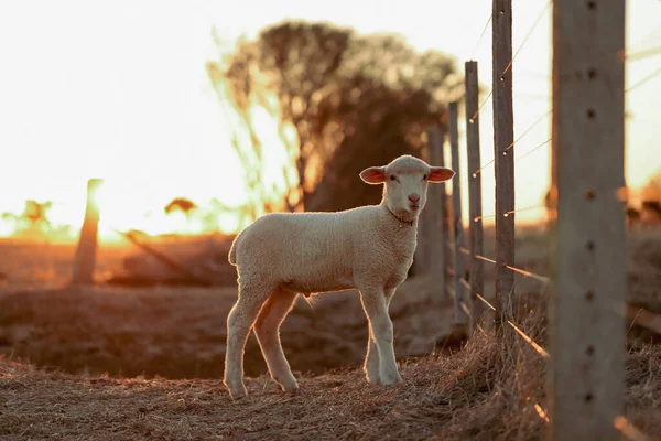 Een Schattig Wit Lam Een Veld — Stockfoto