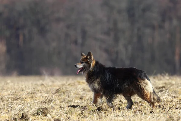 Closeup German Shepherd Field Daylight — Stock Photo, Image