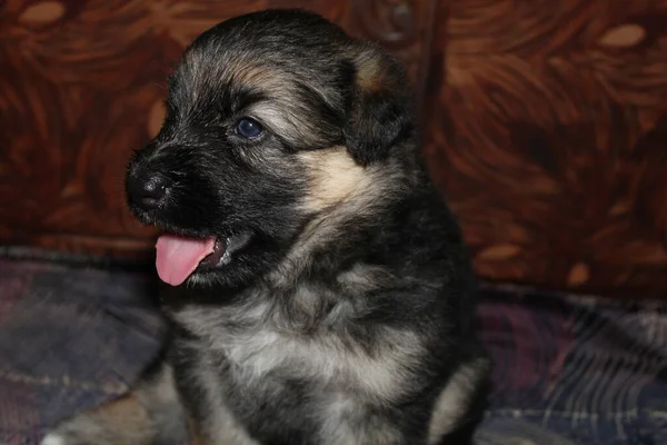 Gros Plan Chiot Berger Allemand Pedigree — Photo