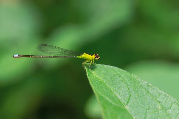 Primo Piano Della Libellula Una Foglia — Foto Stock