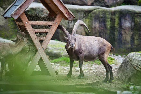 Beautiful Scene Alpine Ibex Eating Hay — Stock Photo, Image