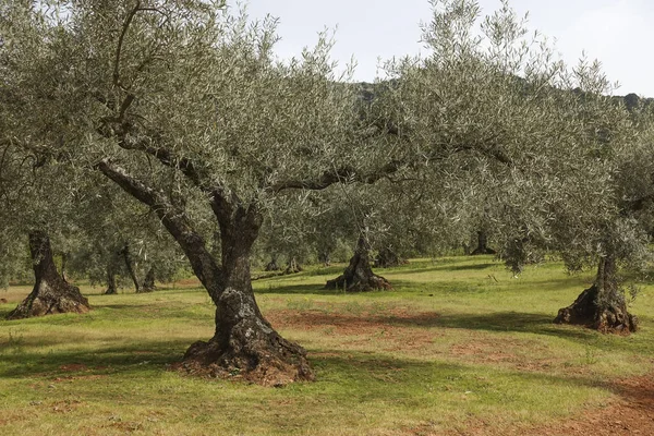 Endülüs Spanya Zeytin Ağaçlarının Güzel Manzarası — Stok fotoğraf