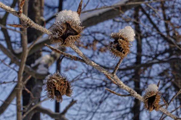 Eine Flachbild Aufnahme Eines Gefrorenen Astes Einem Winternachmittag — Stockfoto