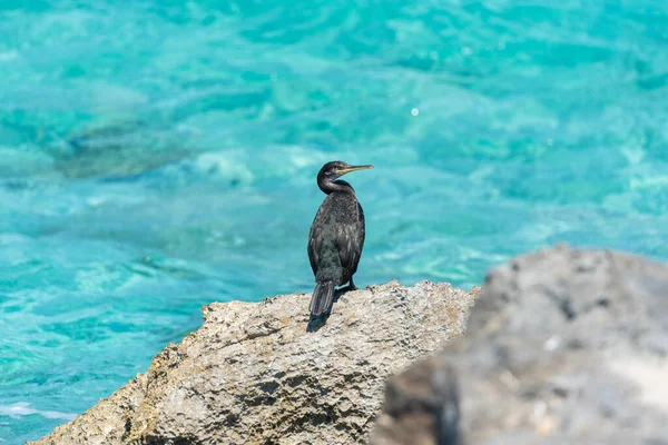 Een Close Van Zwarte Vogel Staand Een Rots Het Levante — Stockfoto