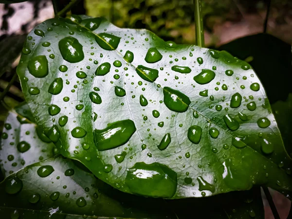Detailní Záběr Zeleného Listu Pokrytého Kapkami Deště — Stock fotografie