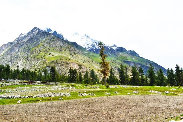 Pendio Una Montagna Coperta Una Fitta Foresta Una Giornata Sole — Foto Stock