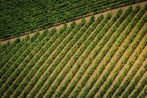 Uma Bela Vista Campo Agrícola Cultivado — Fotografia de Stock