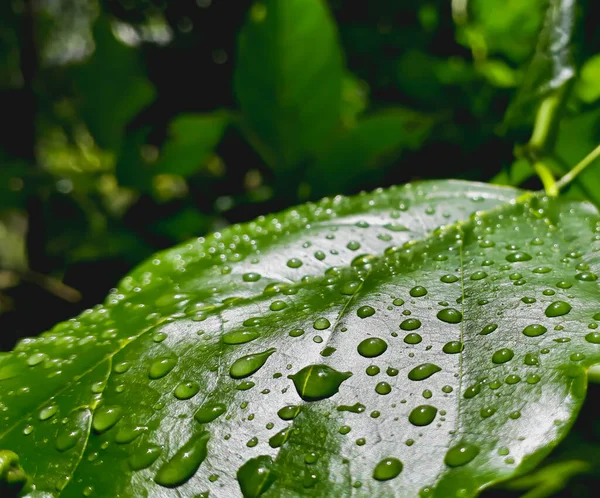 一张绿叶的特写照片 上面布满了雨滴 — 图库照片