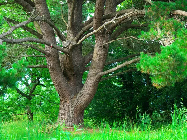 Schönes Foto Einer Großen Majestätischen Kiefer Einem Französischen Wald — Stockfoto