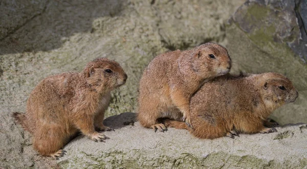 Três Marmotas Marmotas Marmota Sentadas Fila — Fotografia de Stock