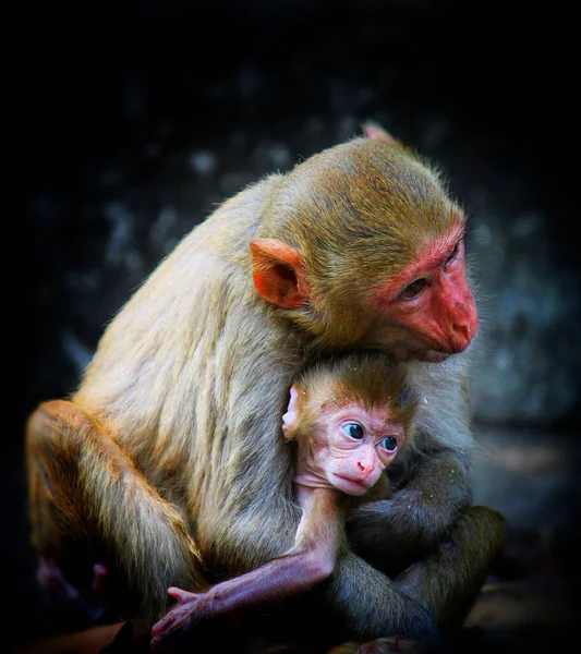 Крупним Планом Мати Мавпа Сидить Тримає Дитину Розмитому Кам Яному — стокове фото