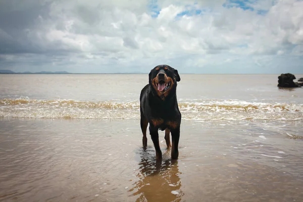 Simpatico Cane Rottweiler Sulla Spiaggia — Foto Stock