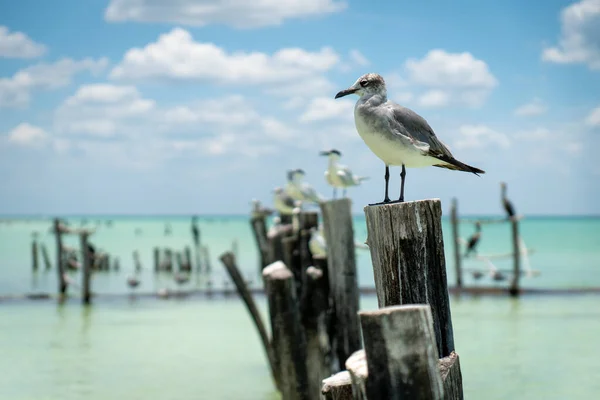 Seagulls Standing Wooden Columns Coming Out Azure Ocean — Stock Photo, Image