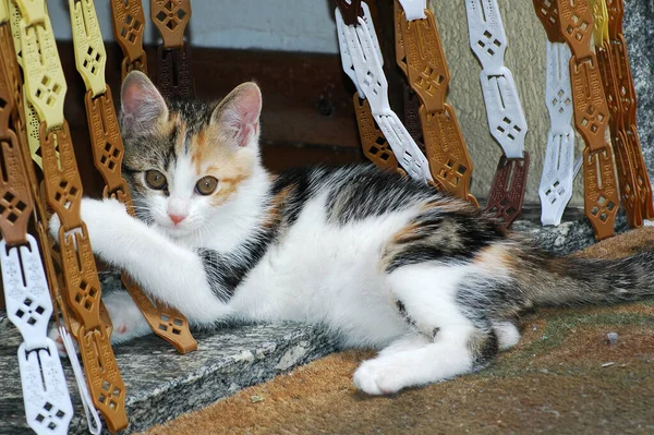 Rozkošné Kotě Ležící Podlaze Hrající Záclonou — Stock fotografie