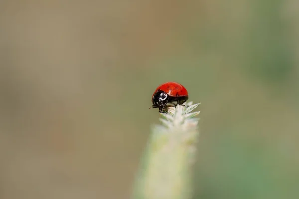 Eine Nahaufnahme Des Marienkäfers Einer Pflanze — Stockfoto