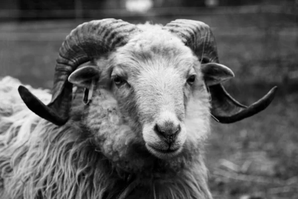 Graustufen Eines Widders Auf Dem Feld — Stockfoto