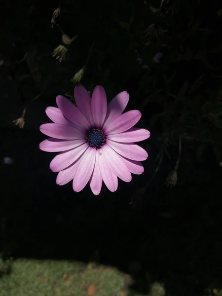 Vertikal Bild Blommande Lila Afrikansk Tusensköna — Stockfoto