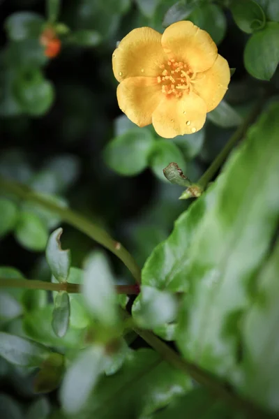 Вертикальний Крупним Планом Знімок Жовтої Квітки Баклажана — стокове фото