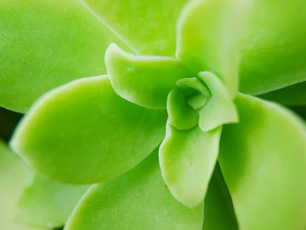 Primo Piano Sedum Succulento Vaso Fiori — Foto Stock