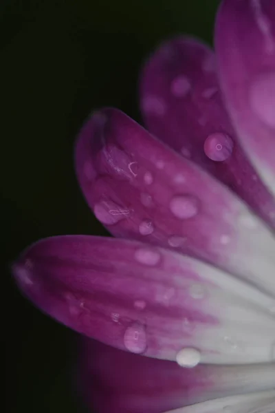 Närbild Bild Vacker Blomma Med Vita Och Lila Blommor Täckt — Stockfoto